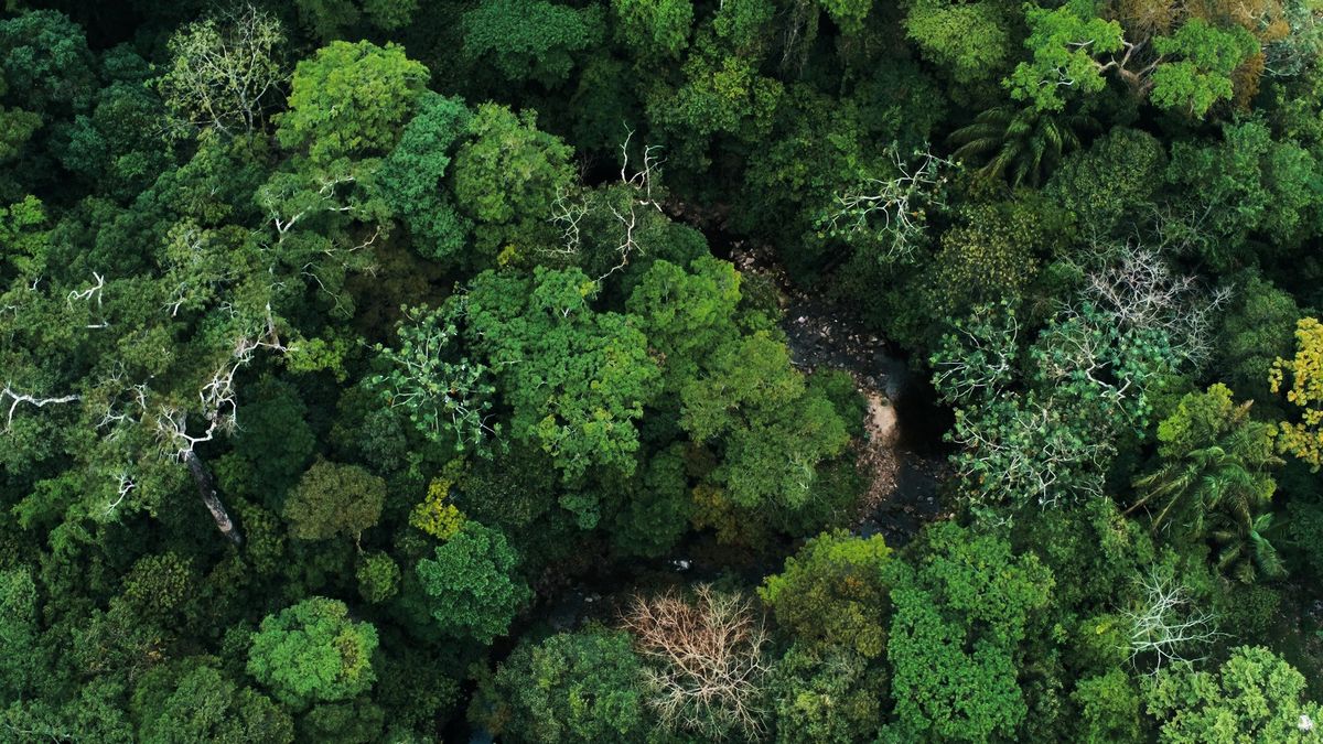 „Ohromující“ ztracená města v džungli. Objev přepisuje historii Amazonie